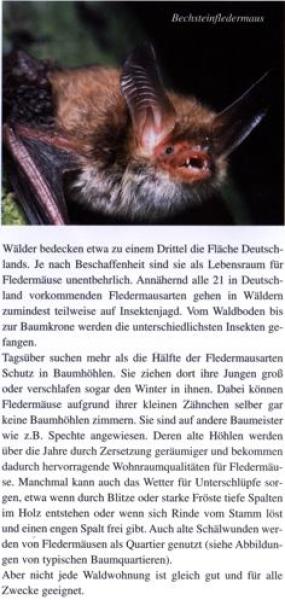 Faltblatt 'Fledermäuse im Wald' (Seite 2)
